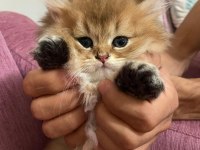 British longhair kedimiz