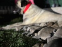 ÜST DÜZEY VASIFLI KANGAL YAVRULARI İZMİR