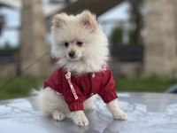 Tilki surat pomeranian