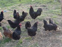 ÇEŞİTLİ IRKLARDA MAVİ YEŞİL SARI VE KIRMIZI YUMURTACI TAVUK