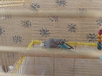 3 aylık yavru muhabbet kuşu