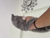 2 aylık british shorthair