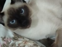 Yavru powerblue eyes siyam kedisi
