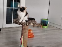CFA KAYITLI ANNE VE BABA YAVRU KEDİMİZ