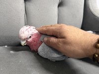 YAVVRU GÜL KAKADU PAPAĞANI