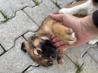 1 Ocak Doğumlu Bakımlı Yavru Köpekler