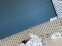 ORJİNAL IRK YAVRU KEDİLER MAGAZAMIZDA CANLI GÖRÜN