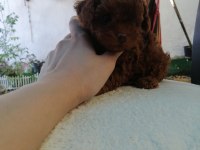 Orjinal toy poodle