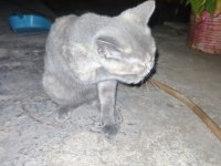 Calico yavru kedimiz