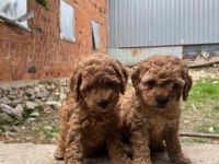 Safkan Dünya Tatlısı Red Toy Poodle Yavrular