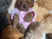 Ruhsatlı Köpek Çiftliğinden Toy Poodle Yavrularımız