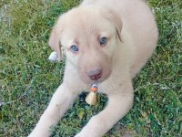 HAKİKİ LABRADOR KÖPEĞİMİZ SATILIK