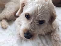 Ücretsiz maltipoo 2 yaşında