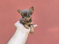 ORJİNAL 2 KG ALTI ANNE BABA GARANTİLİ KÖPEKLER BARDAK BOY