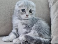 Scottish Fold Yavrular Sahibinden