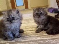 Satılık 2 aylık british Shorthair