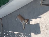 Lemonbeagle