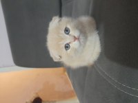 Scottish fold dişi kedimiz
