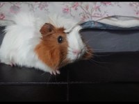 Sevimli Guinea Pig