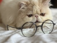 Erkek exotic longhair Lütfen arayarak bilgi alın