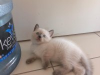 Scottish Fold British Shorthair Blue Point