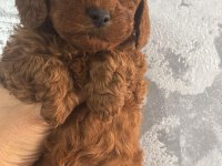 Dişi Toy Poodle Gerçek Kalite İsteyene