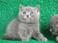 Yuvarlak Kafa Gri British Shorthair