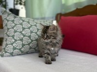 Dünya tatlısı british longhair