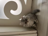1.5 AYLIK ÇOK HİPERAKTİF TAKLACI KEDİMİZ