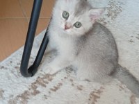 SİLVER BRİTİSH PAŞAM DEĞERİNİN ALTINDA VERİLECEK