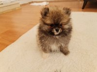 Show kalite pomeranian boo