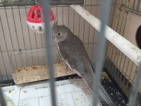 2.5 aylık dişi sultan papağanı