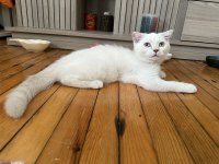 British ve Scottish Shorthair Erkek Beyaz Yavrular