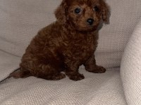 Kore Toy Poodle