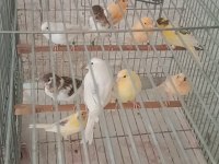 Kanarya Sarı Beyaz Harlikuin Parçali Kanaryalar