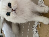 Bembeyaz Scottish Fold