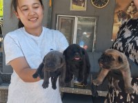 Cane Corso Yavrularımız