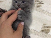 Scottish fold yavrularım