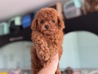 Petmode köpek çiftliğinden tea cup kore poodle