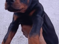 A scr üst düzey doberman yavruları