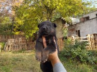 Almam kurdu yavruları