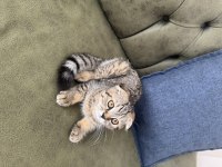 Scottish Fold Tabby