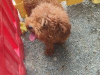 Toy poodle damızlık dişiler