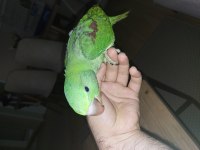 Yerli Üretim Kapalı Bilezik El Besleme Alexander