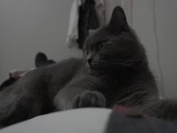 British Shorthair 1 Yaşında