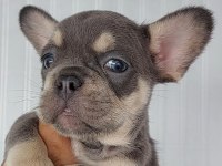French bulldog süper anatomi