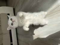 SLİVER YAVRU KEDİMİZ