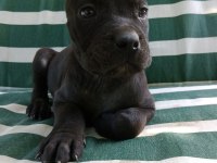 %100 IRK GARANTİLİ CANE CORSO YAVRULARIMIZ