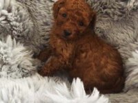 A Kalite Toy Poodle Yavruları