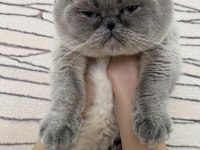 Scottish Fold Kedisi